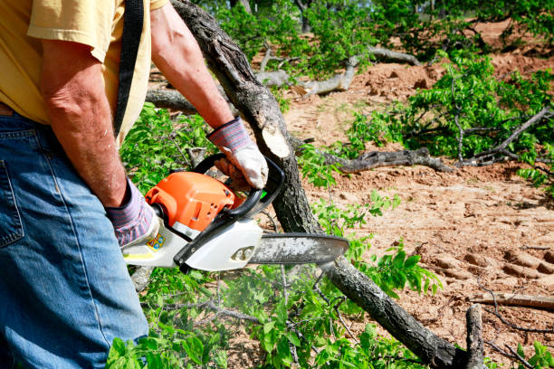 Best Emergency Tree Removal  in Nashville, NC